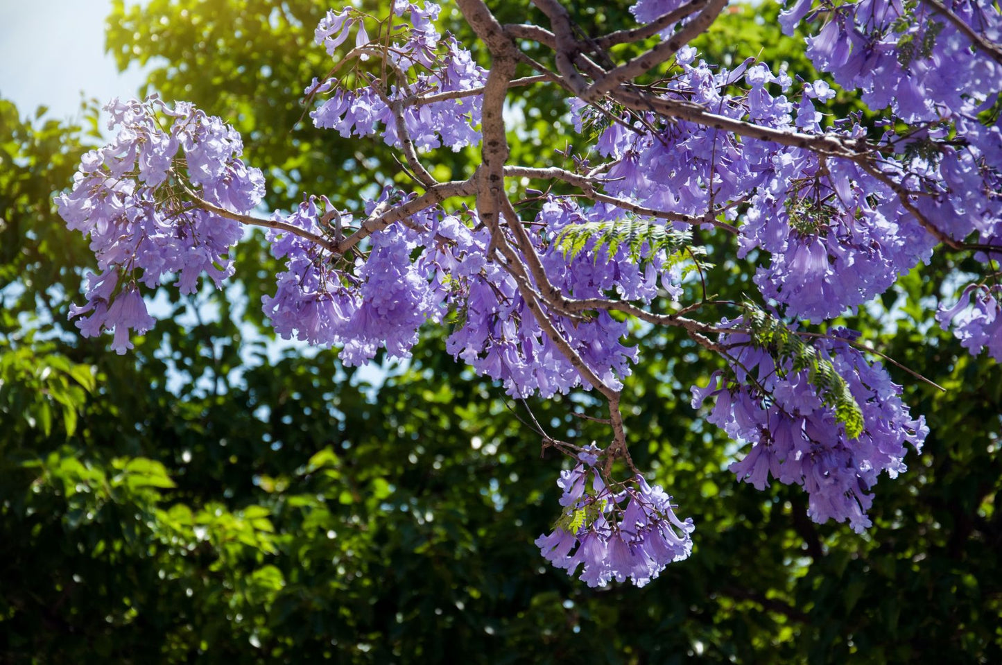 Jacaranda Tree-30gallon